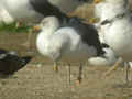 Goéland brun Larus fuscus graellsii