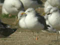 Goéland brun Larus fuscus graellsii