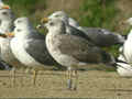 Goéland brun Larus fuscus