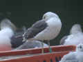 Goéland brun Larus fuscus