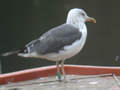 Goéland brun Larus fuscus