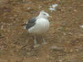 Goéland brun Larus fuscus