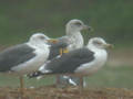 Goéland brun Larus fuscus