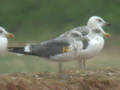 Goéland brun Larus fuscus