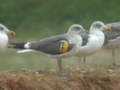 Goéland brun Larus fuscus