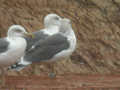 Goéland brun Larus fuscus