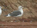 Goéland brun Larus fuscus