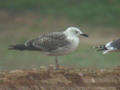 Goéland brun Larus fuscus