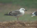 Goéland brun Larus fuscus