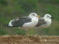 Goéland brun Larus fuscus