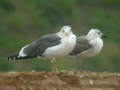 Goéland brun Larus fuscus