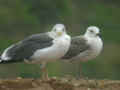 Goéland brun Larus fuscus