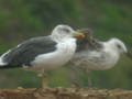 Goéland brun Larus fuscus