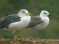 Goéland brun Larus fuscus