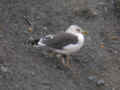 Goéland brun Larus fuscus