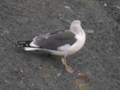 Goéland brun Larus fuscus