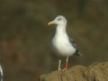 Goéland brun Larus fuscus