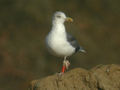 Goéland brun Larus fuscus