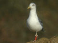 Goéland brun Larus fuscus