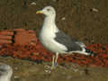 Goéland brun Larus fuscus