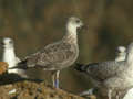 Goéland brun Larus fuscus