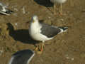 Goéland brun Larus fuscus