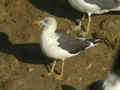 Goéland brun Larus fuscus