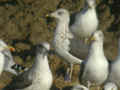 Goéland brun Larus fuscus