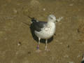 Goéland brun Larus fuscus