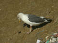 Goéland brun Larus fuscus