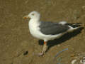 Goéland brun Larus fuscus