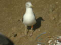 Goéland brun Larus fuscus