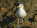 Goéland brun Larus fuscus