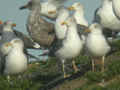 Goéland brun Larus fuscus