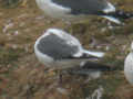 Goéland brun Larus fuscus graellsii