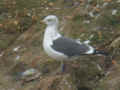 Goéland brun Larus fuscus graellsii