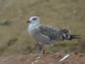 Goéland brun Larus fuscus