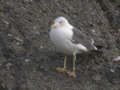 Goéland brun Larus fuscus