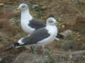 Goéland brun Larus fuscus