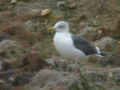 Goéland brun Larus fuscus