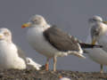 Goéland brun Larus fuscus