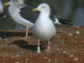 Goéland brun Larus fuscus