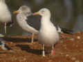 Goéland brun Larus fuscus