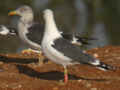 Goéland brun Larus fuscus