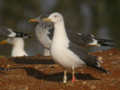 Goéland brun Larus fuscus