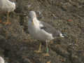 Goéland brun Larus fuscus