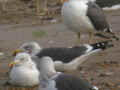 Goéland brun Larus fuscus