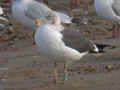 Goéland brun Larus fuscus