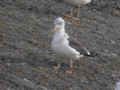 Goéland brun Larus fuscus