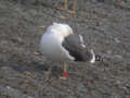 Goéland brun Larus fuscus